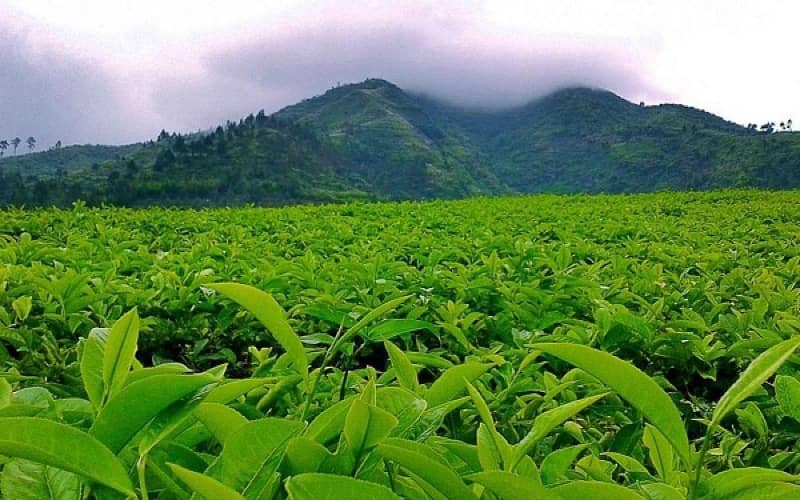 kebun teh kemuning