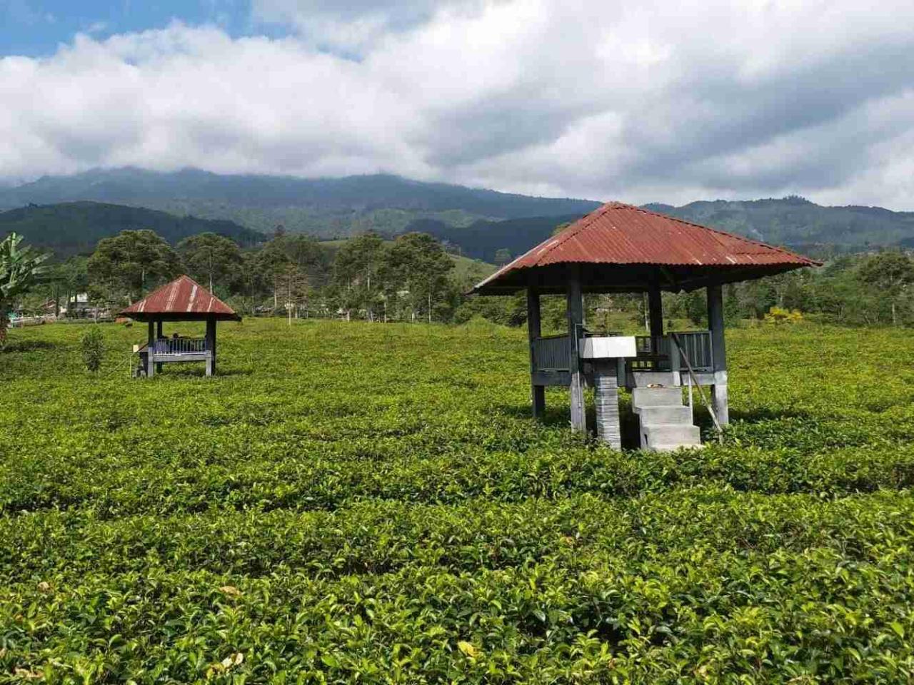 Kebun Teh Kemuning sukoharjo