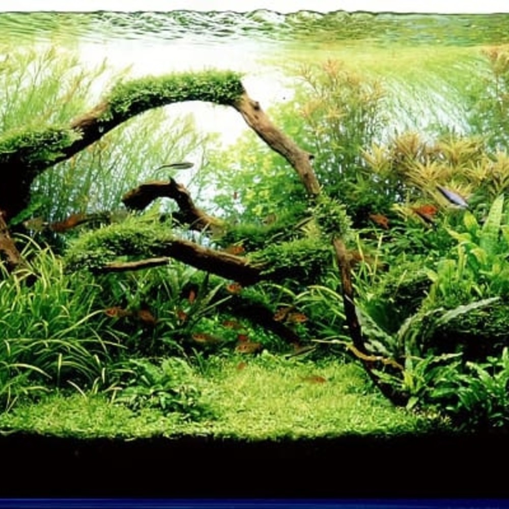 aquascape solo