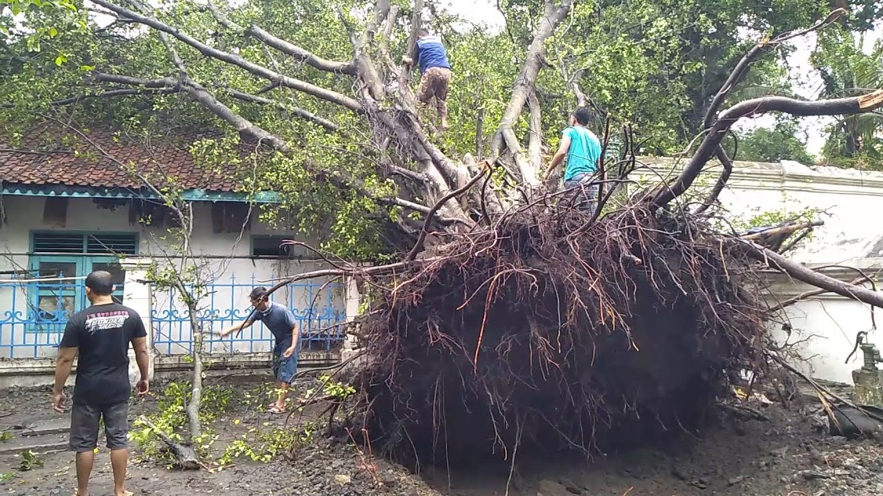 pohon tumbang solo