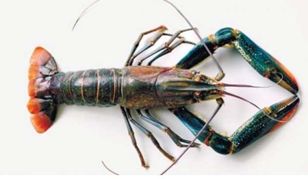budidaya lobster air tawar di klaten