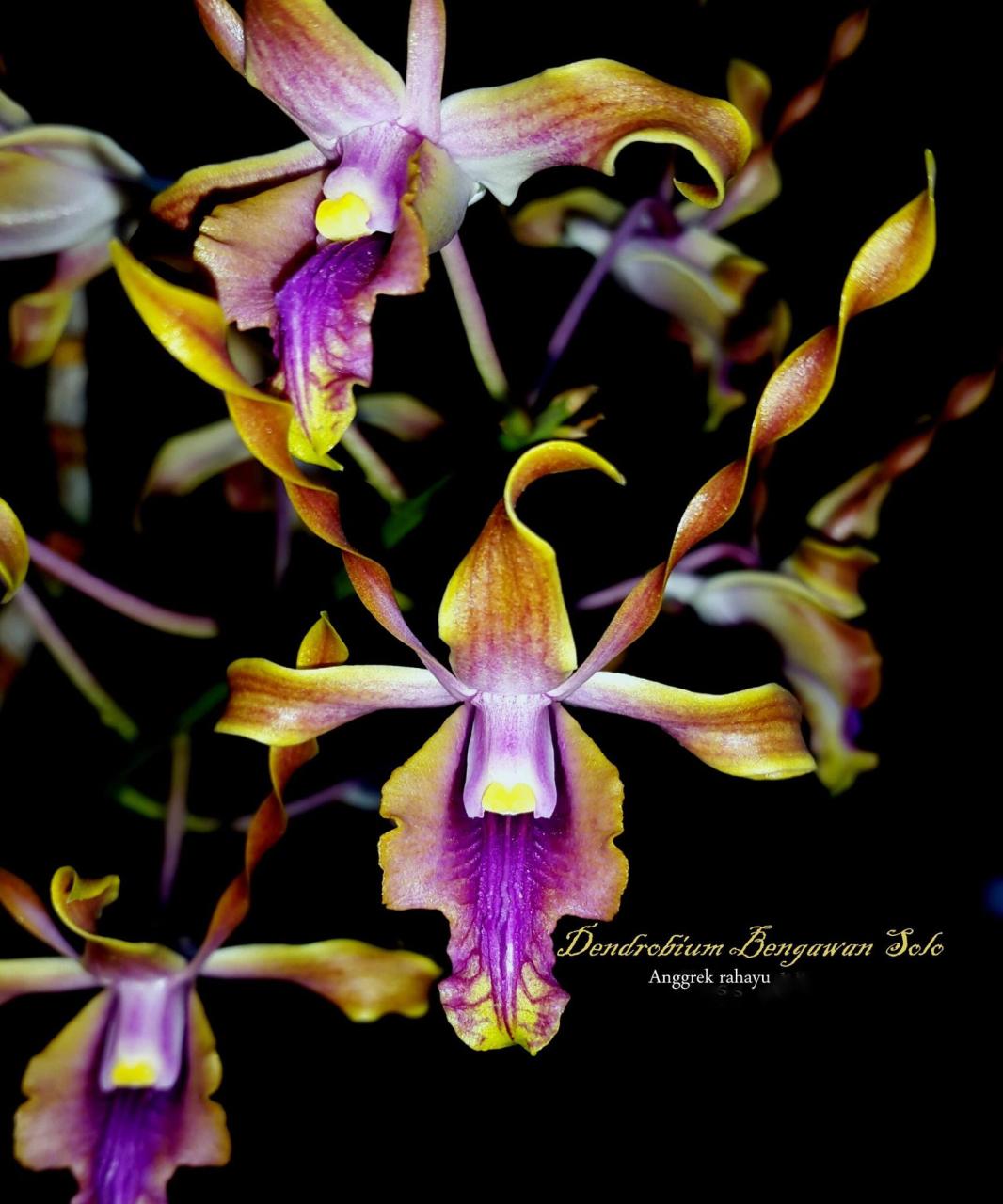 dendrobium bengawan solo